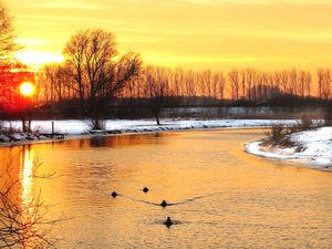 Canards sur une rivière en hiver